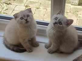 Scottish Fold and Scottish Straight