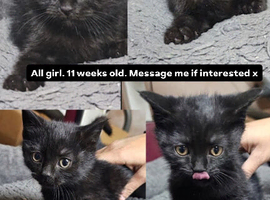 Cute Scottish fold mix