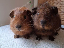 Teddy & cali Baby Boar Guinea pigs- ready now