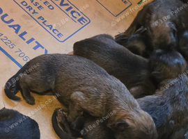 German shepherd puppies