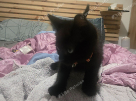 4 mixed breed cats different ages