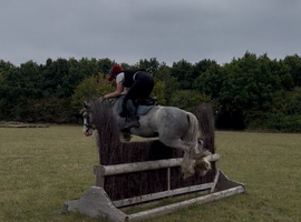 13.3 AllRounder Cob Mare