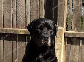 Labrador retriever mixed (been advised it&rsquo;s between a Rottweiler or cane Corso)