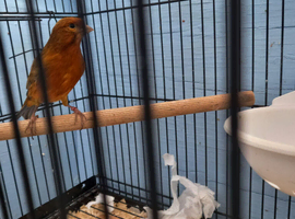 Pair of agate canaries.