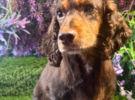 Adult cocker spaniel lady retired