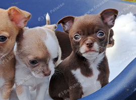 Chihuahua Puppies
