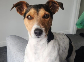 Jack russel for STUD