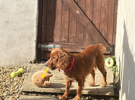 brown cocker spaniel