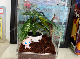 Regal Jumping Spider & Enclosure