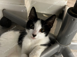 Kitten