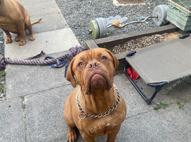 Pick of litter dogue de Bordeaux