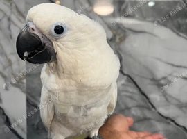 Friendly Baby HandReared Super Tame Cuddly Umbrella Cockatoo Parrot,31