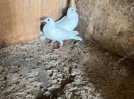 Pair of Garden Doves