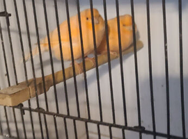 Pair of ivory canaries