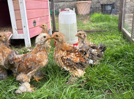 4 week old Pekin Roos