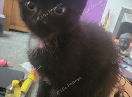Black kitten for sale