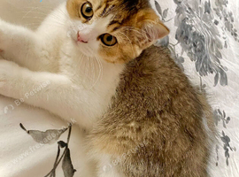 BSH kittens