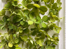 Water lettuce (pistia stratiotes) floating aquarium plant
