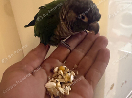 ALL BIRDS WANTED - BUDGIES - CANARIES - CONURES - COCKATIELS - FINCHES