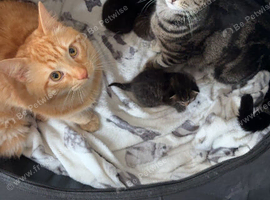 Kittens last 2