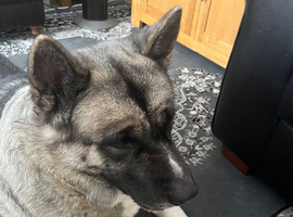 Female akita