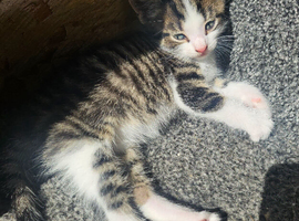 Kittens - ready 11th June