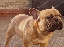 MALE KC RED FAWN FRENCH BULLDOG