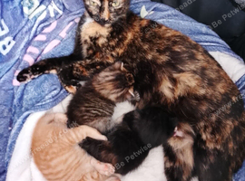 3 beautiful kittens
