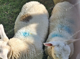 10 lambs