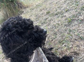 Male cockerpoo