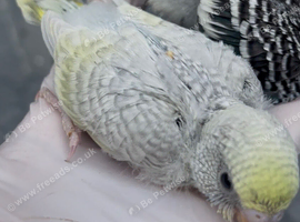 Baby budgie noe ready to rehouse