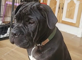 Male cane corso