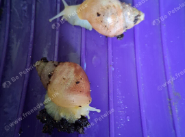 Two giant african snail babbies are in need of a new home