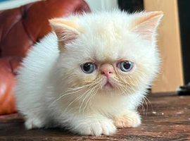 Colourpoint Exotic Kittens for sale