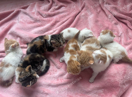 8 kittens for sale