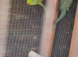Breeding pair of ring necks