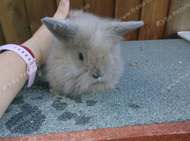 For sale lionheads x flop
