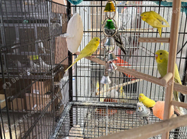 Very Healthy budgies 3-4 months old