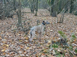 Lurcher