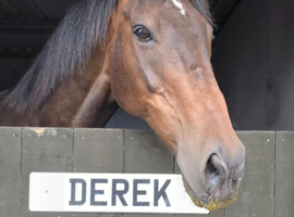 16hh gelding