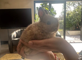 Lap bunnies Netherland Dwarfs