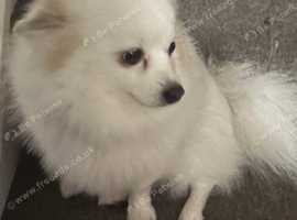 fluffy boy