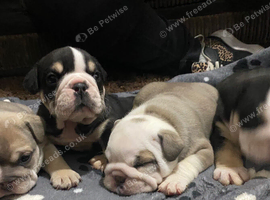 Beautiful kc English bulldogs