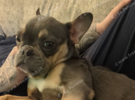 French bulldog 8 month old
