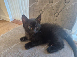 Black Moggy Kitten
