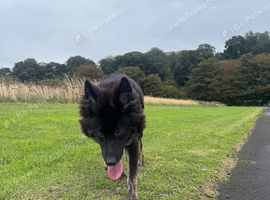 10 month old german shepherd cross akita
