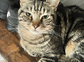 Male tabby cat for sale