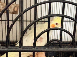 Baby cockatiels for sale.
