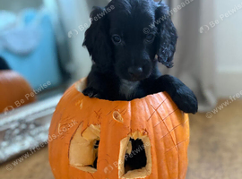 Beautiful Cockapoo puppies