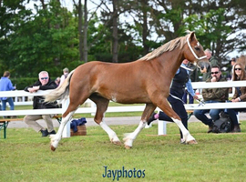 Flashy Welsh D mare shown County level